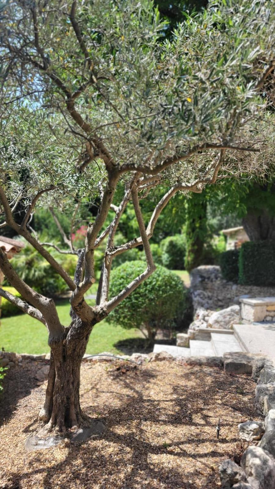 Mas La Floreline Cheval-Blanc Dış mekan fotoğraf